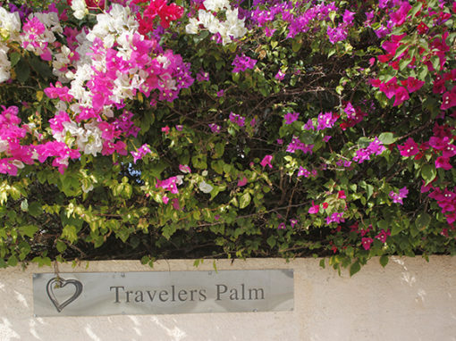 Travelers Palm Inn