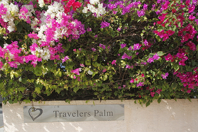 Travelers Palm Inn